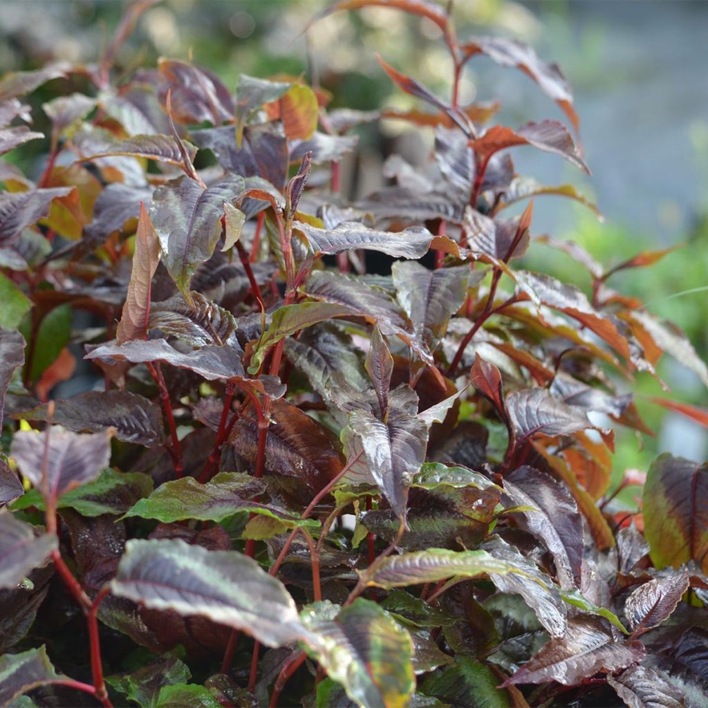 Persicaria microcephala Red Dragon - Knotweed