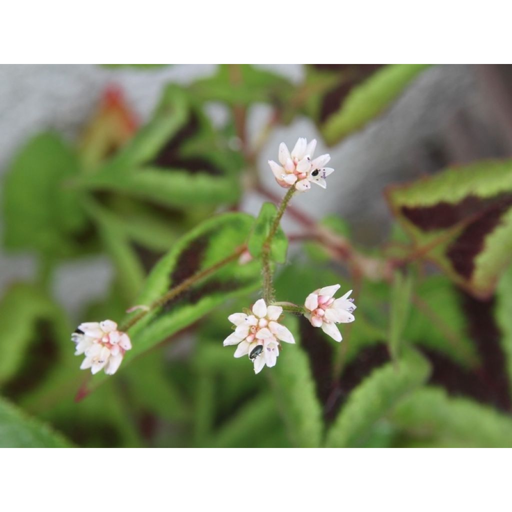 Persicaria runcinata Purple Fantasy - Knotweed