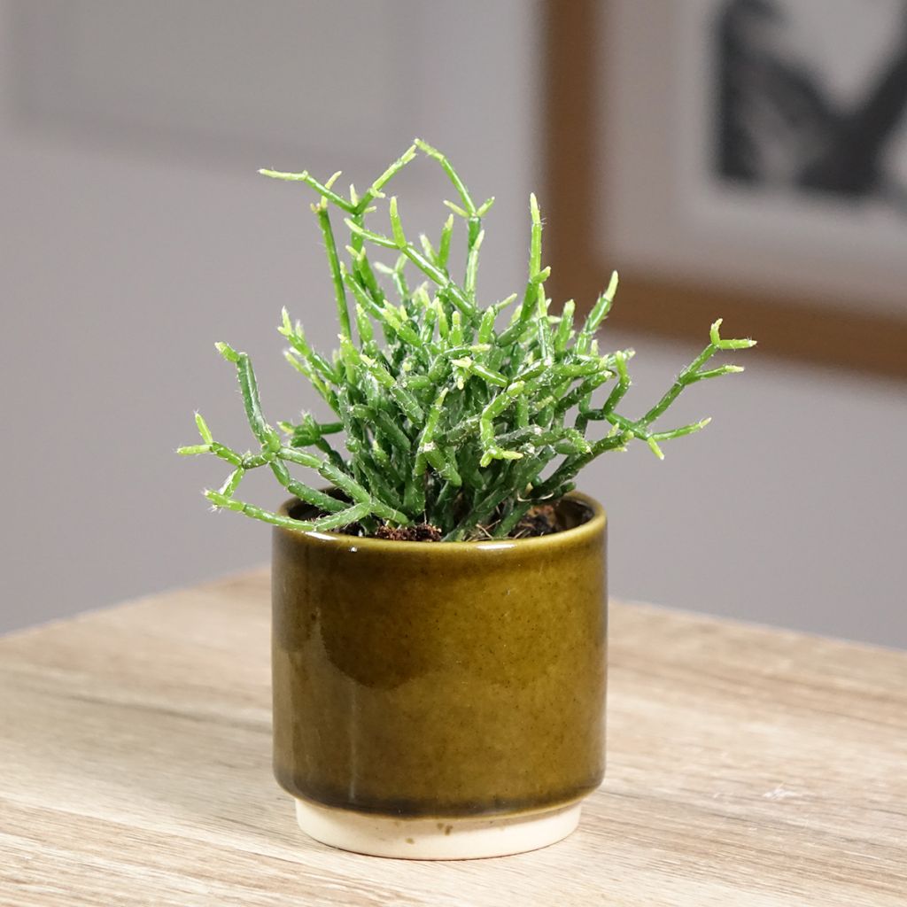 Rhipsalis cereuscula - Coral cactus
