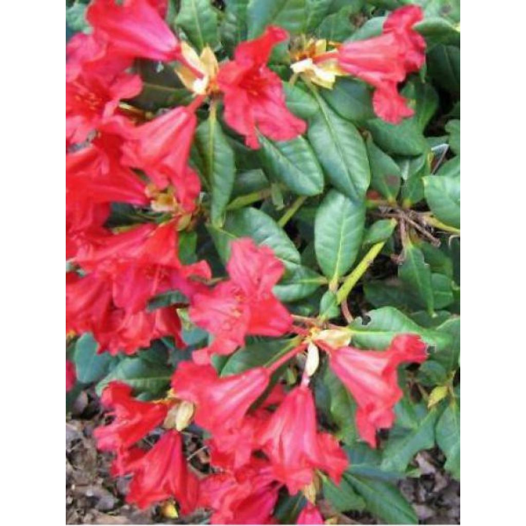 Rhododendron Baden-Baden