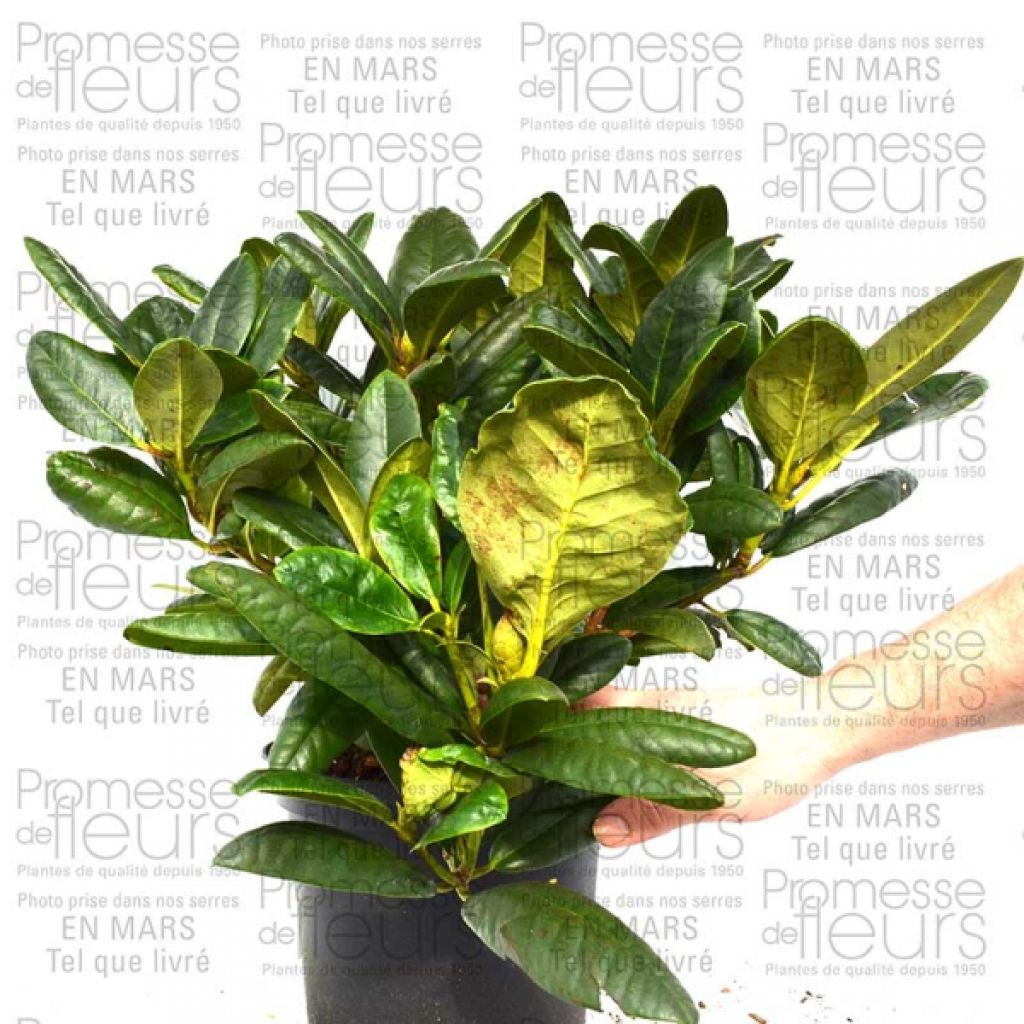 Rhododendron Melrose Flash