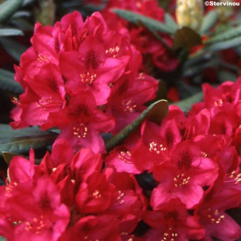 Rhododendron Nova Zembla