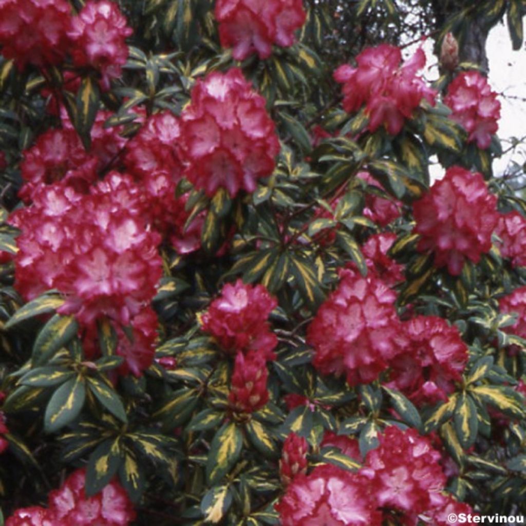 Rhododendron President Roosevelt