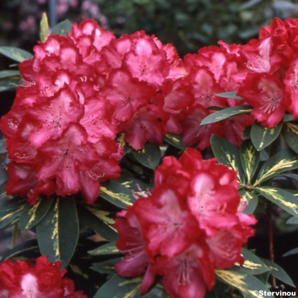 Rhododendron President Roosevelt