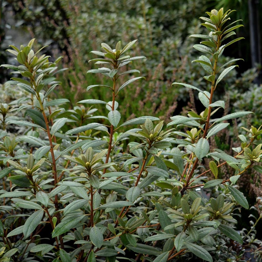 Rhododendron Saffron Queen