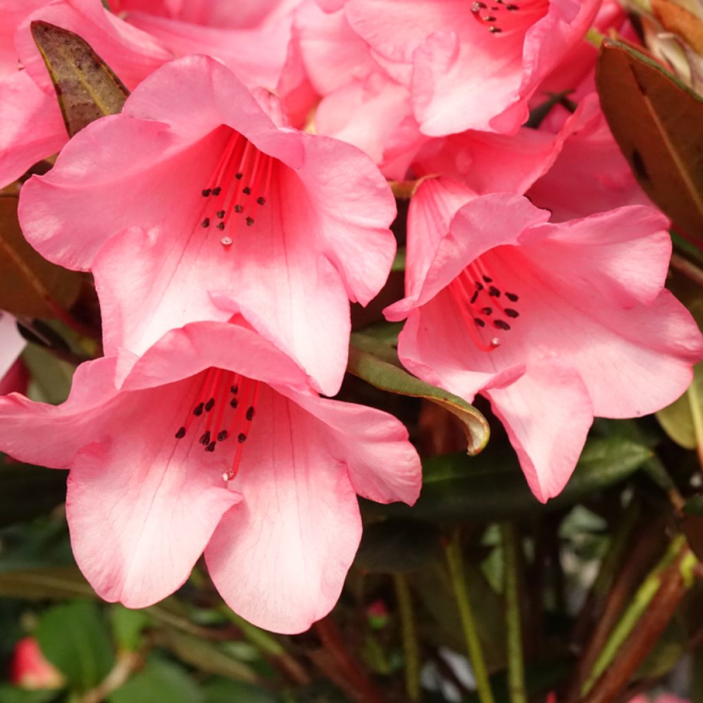 Rhododendron griersonianum Winsome