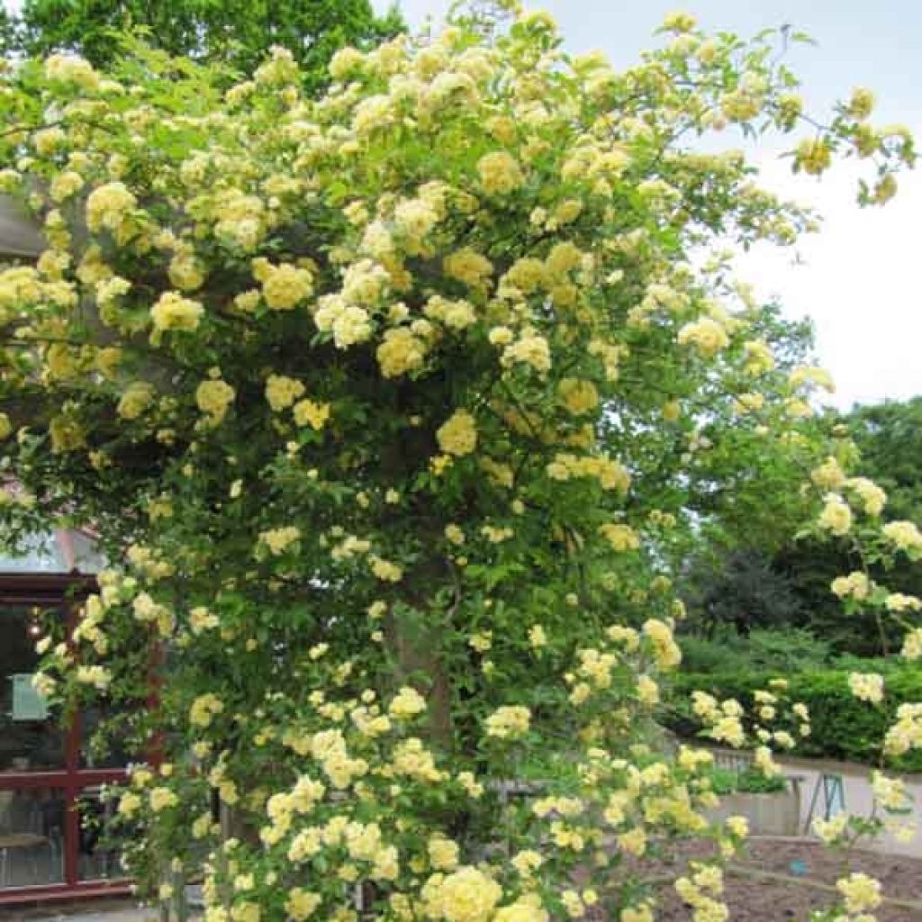 Rosa banksiae 'Lutea' - Rambling Rose