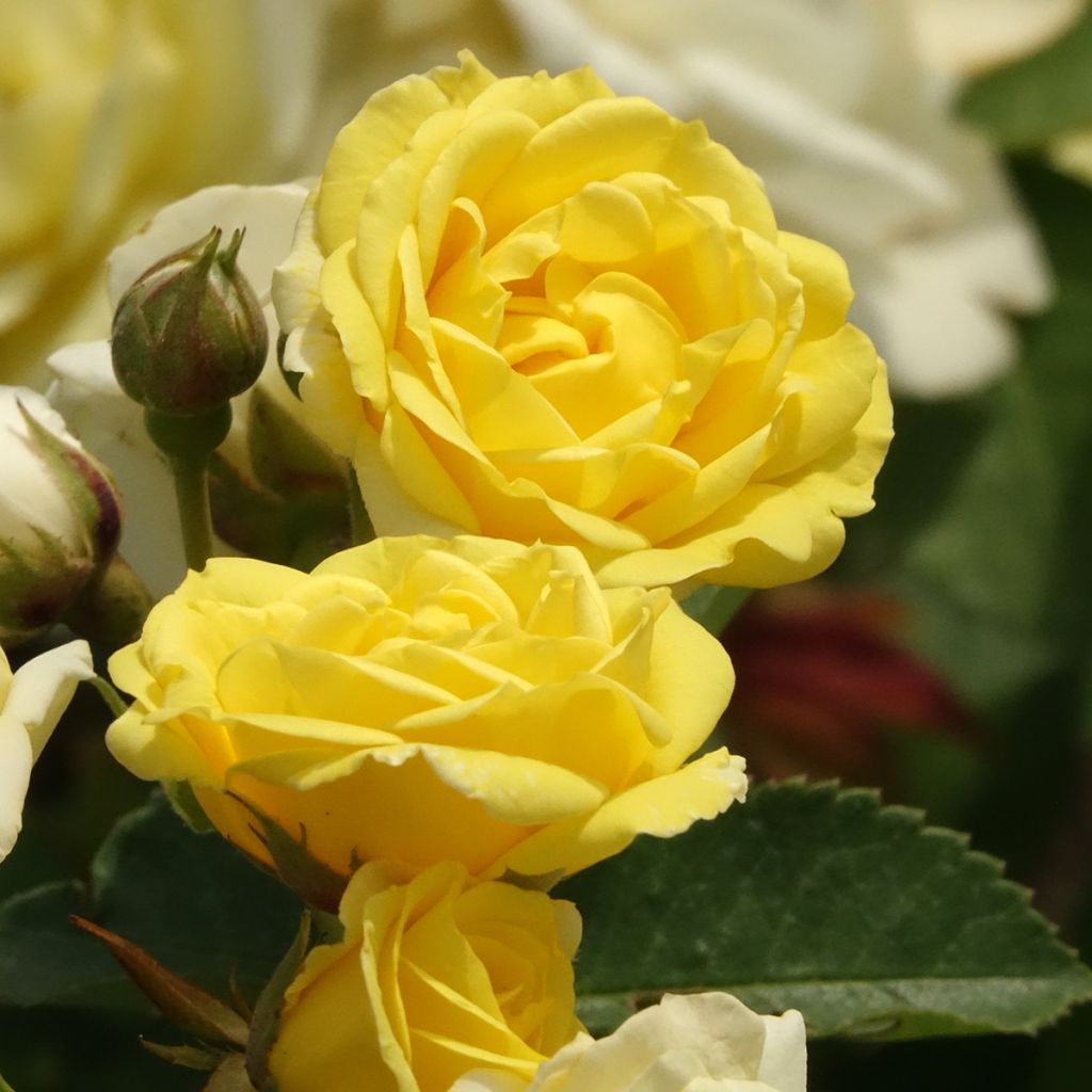 Rosa x polyantha Golden Border - Polyantha Rose