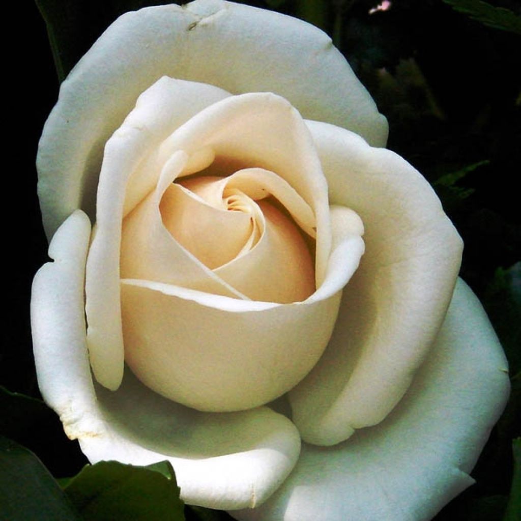 Rosa Schneewalzer