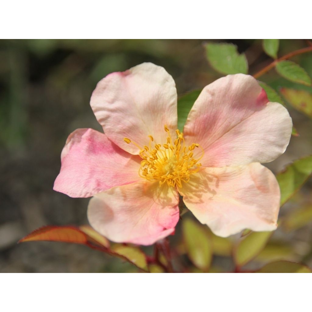 Rosa x chinensis 'Mutabilis' - China Rose
