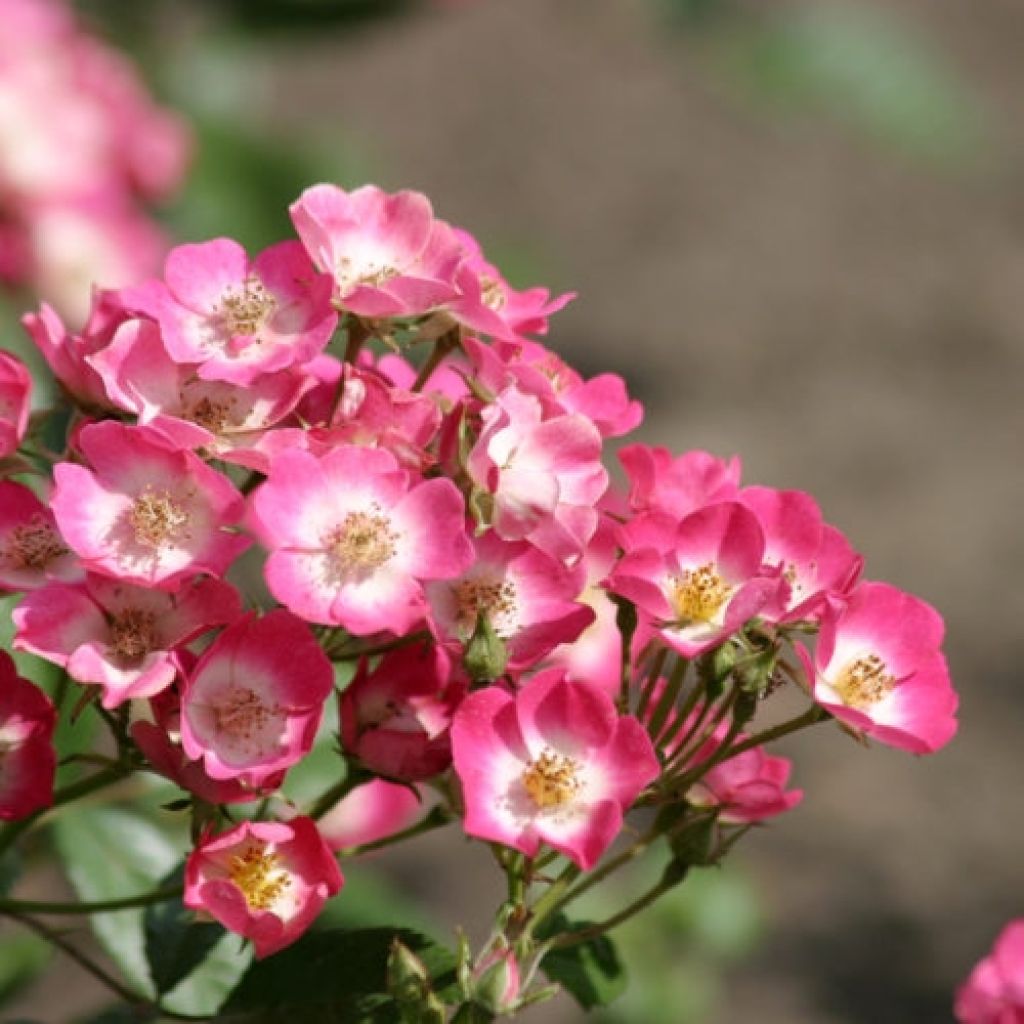 Rosa Rosanatura Bicolore - Hybrid Musk Rose