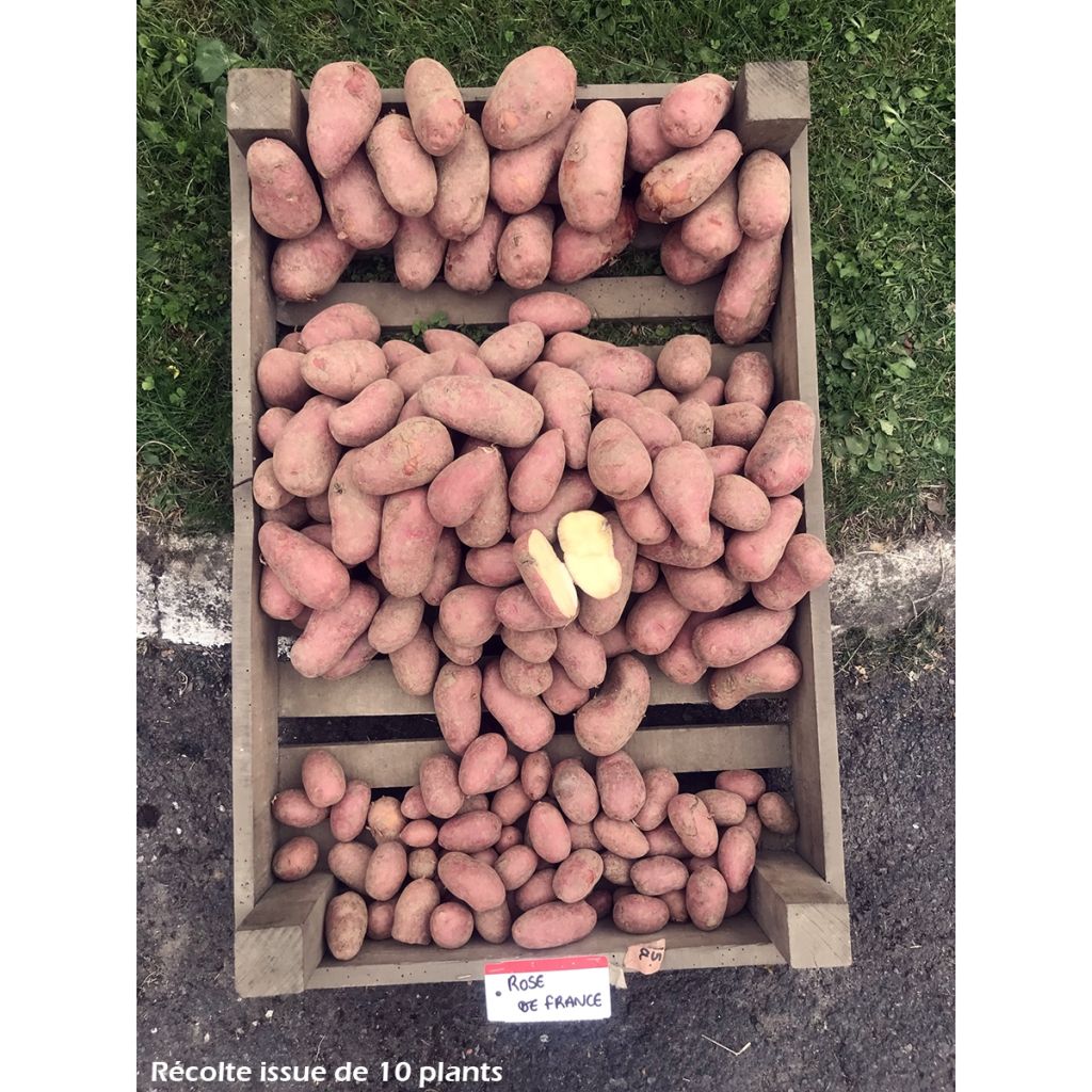Potatoes Red Roseval