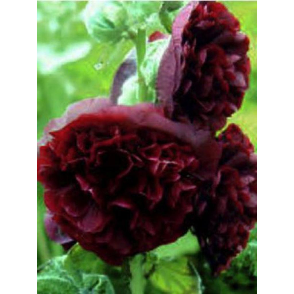 Alcea rosea Chaters Double Violet - Hollyhock