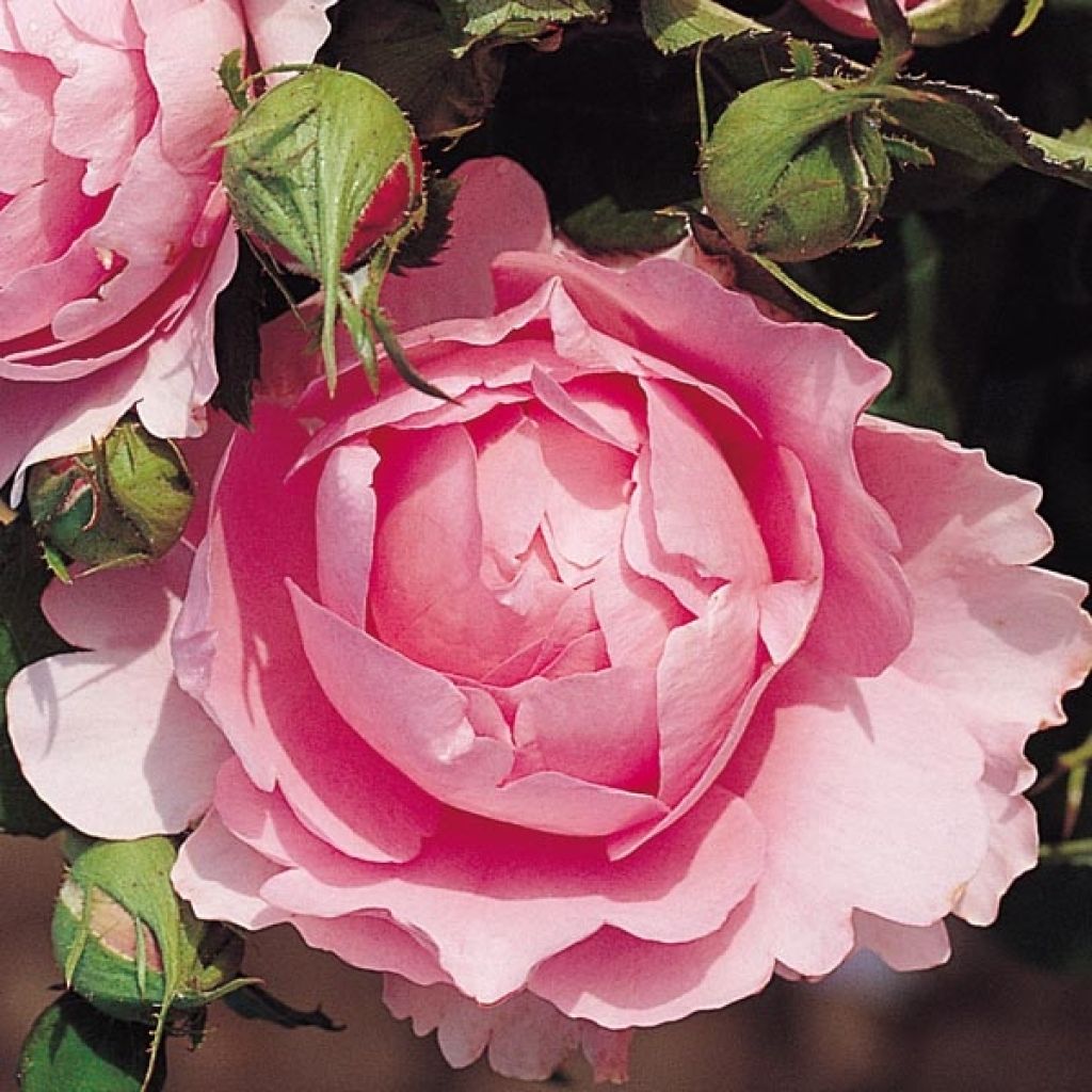 Rosa Generosa Chantal Mérieux