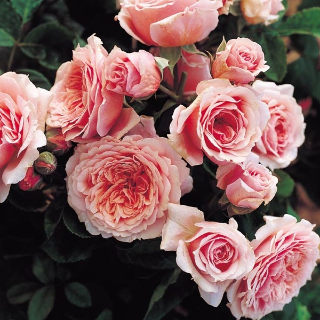 Rosa Generosa William Christie