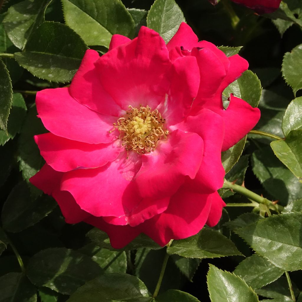 Rosa x floribunda 'Garance' - Shrub Rose