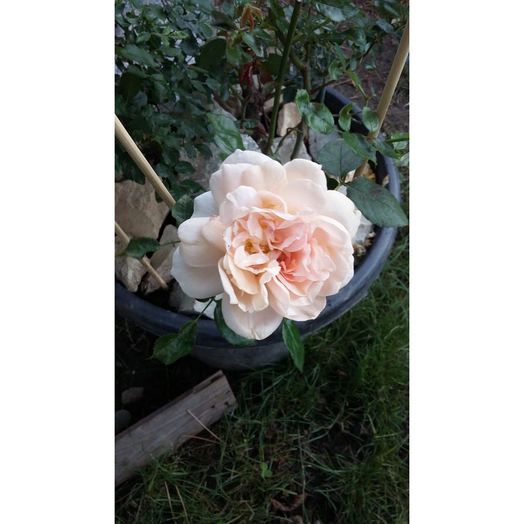 Rosa Garden of Roses