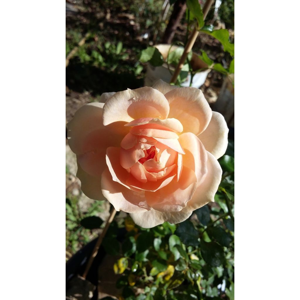 Rosa Garden of Roses