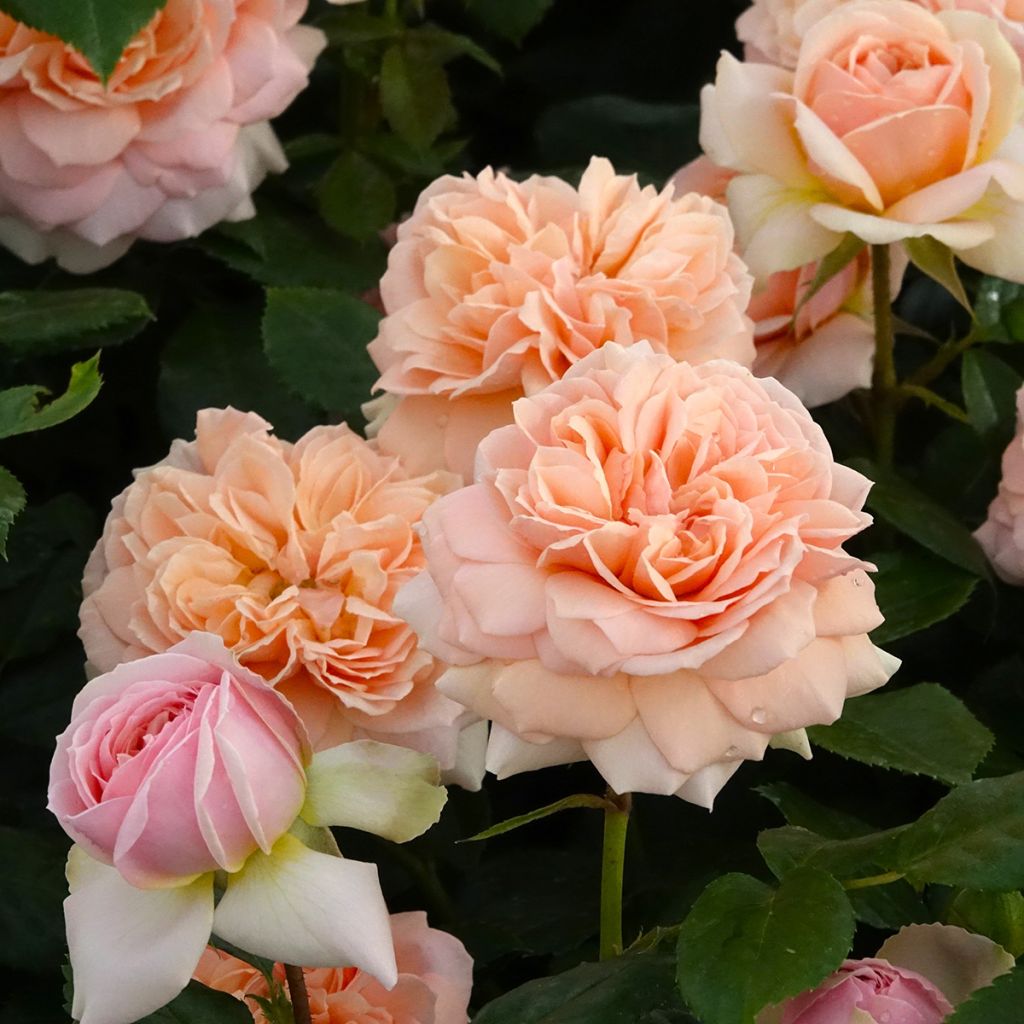 Rosa Garden of Roses