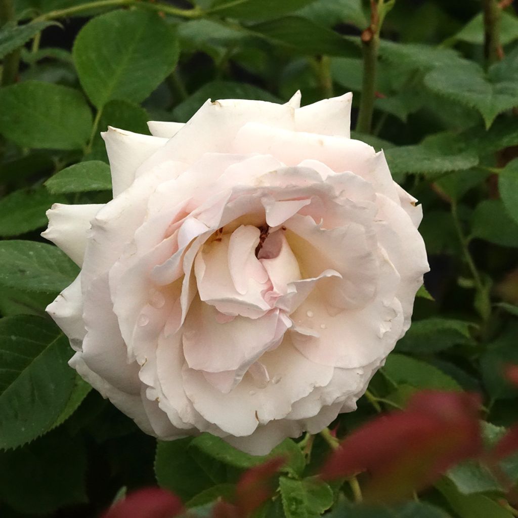 Rosa x floribunda La Sauvagine Terre et Passion - Floribunda Rose