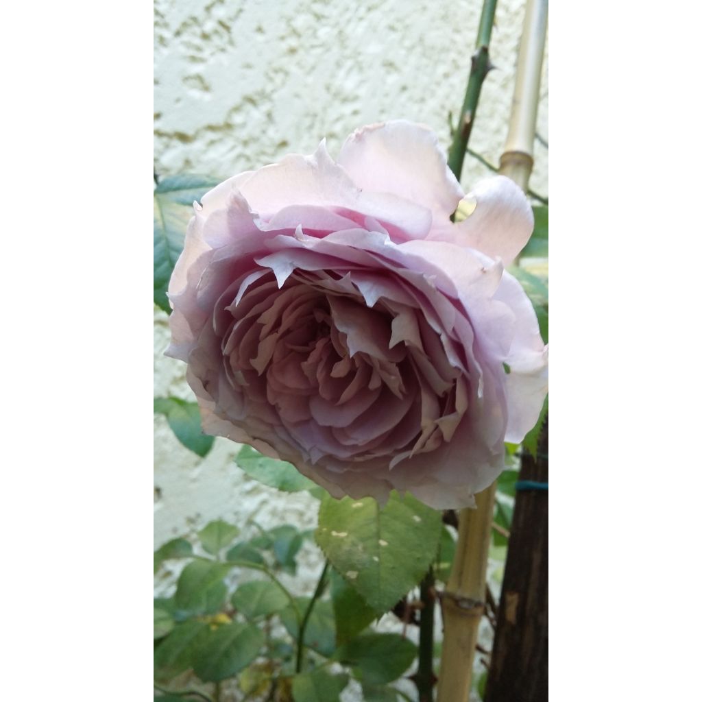 Rosa x floribunda Novalis - Floribunda Rose