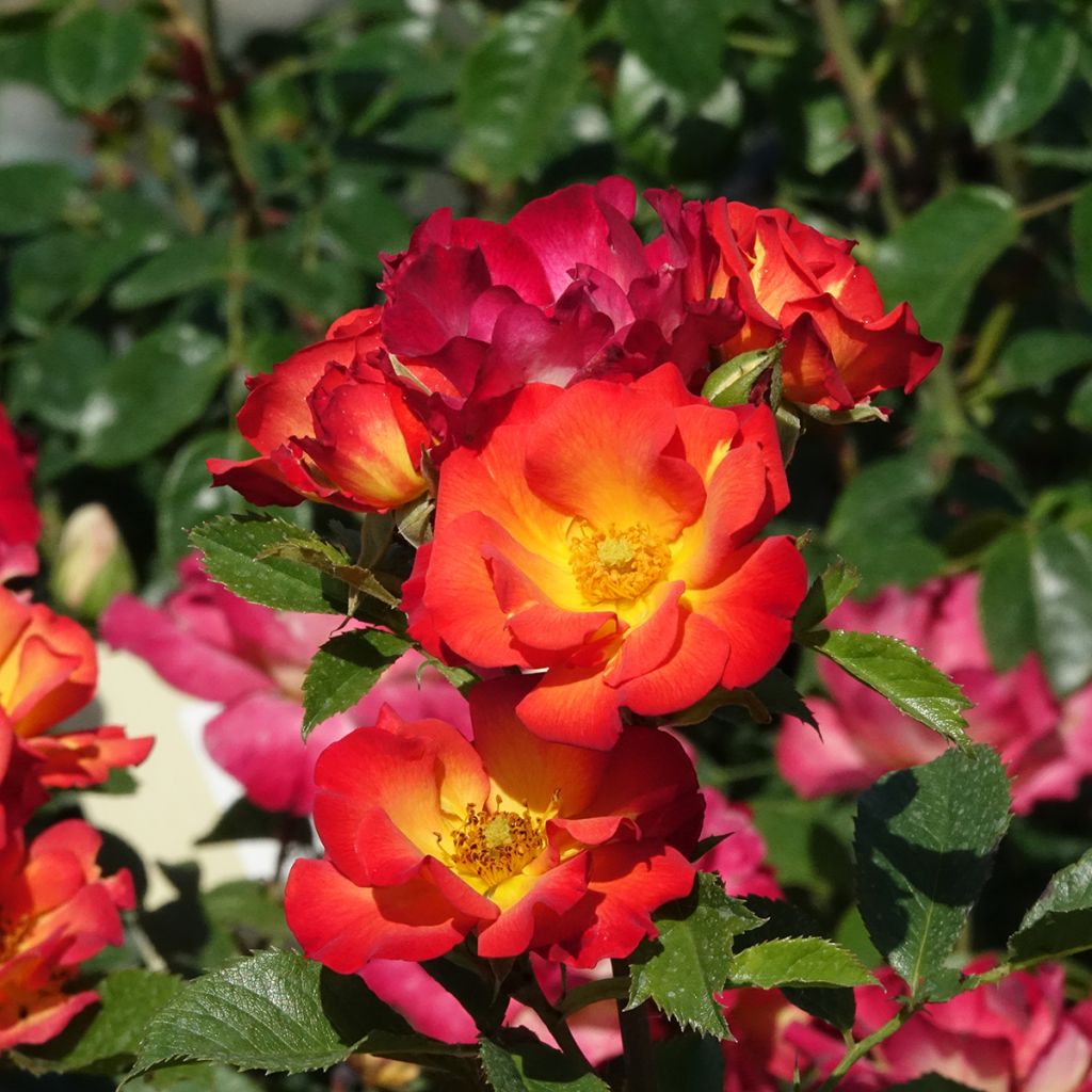 Rosa x floribunda Summer of Love - Floribunda Rose