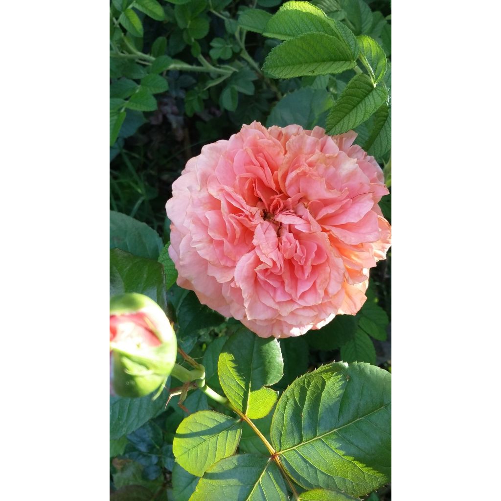 Rosa Augusta Luise