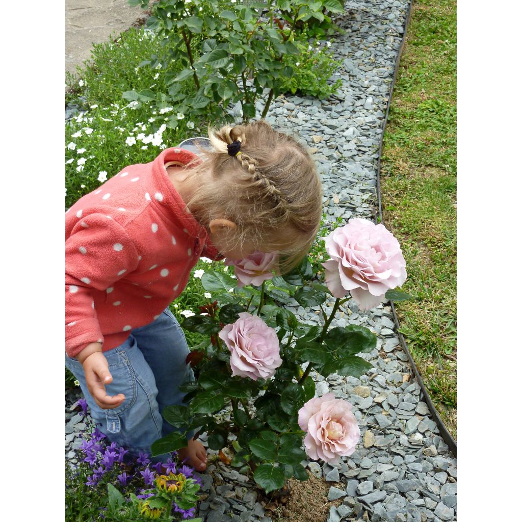 Rosa Blue Girl - Hybrid Tea Rose