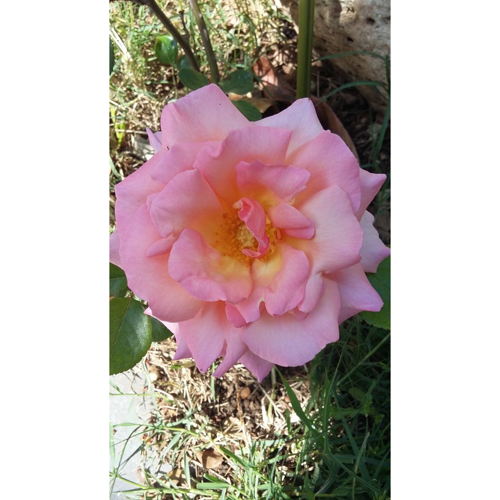 Rosa 'Elle' - Hybrid Tea Rose