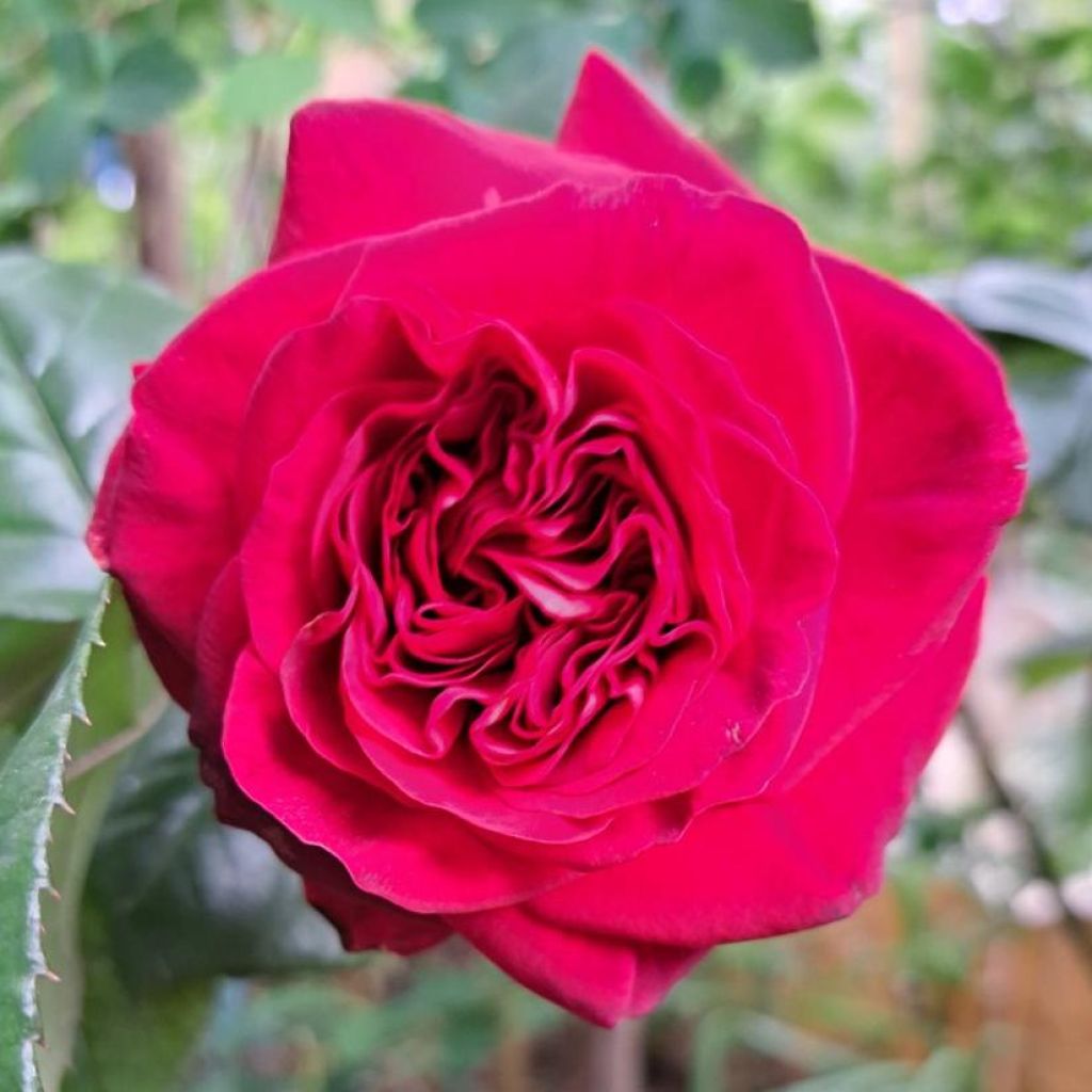 Rosa  'La rose Monsieur' - Hybrid Tea Rose