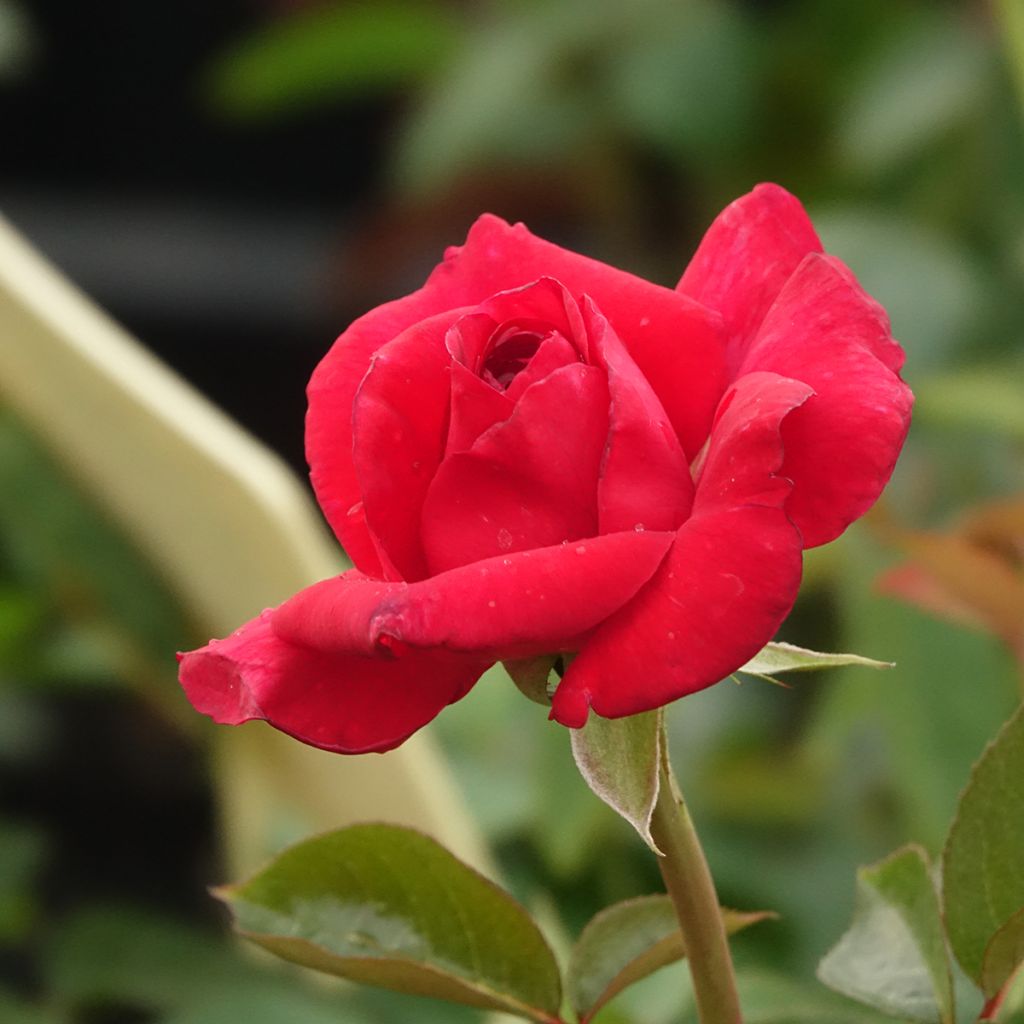 Rosa  'La rose Monsieur' - Hybrid Tea Rose
