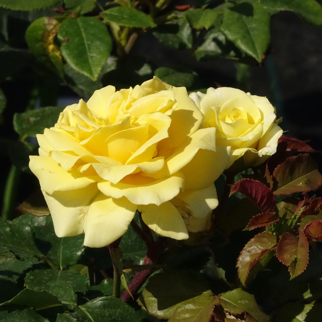 Rosa 'La Rotonde' - Hybrid Tea Rose