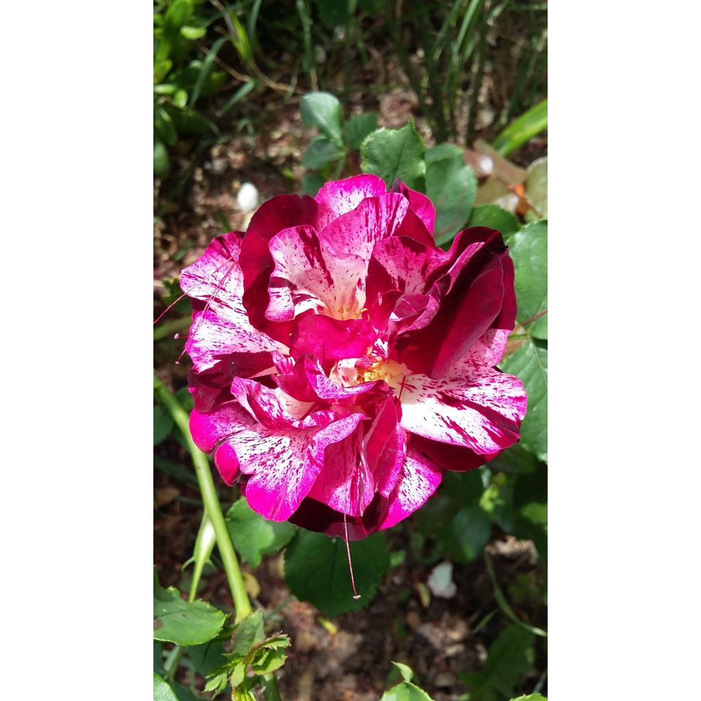 Rosa New Imagine - Shrub Rose