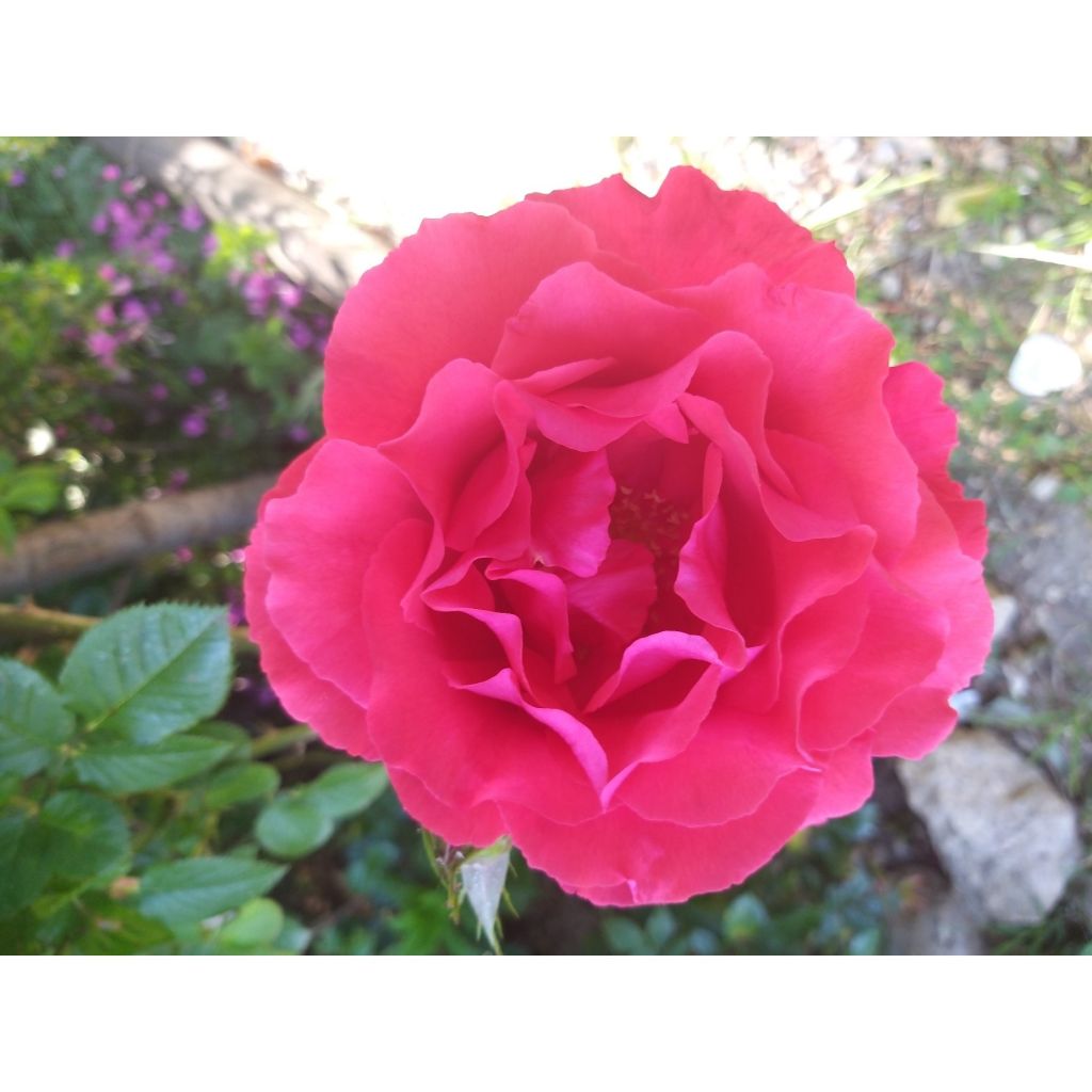 Rosa Fragrant Cloud
