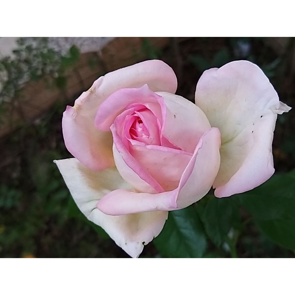 Rosa Ragazza 