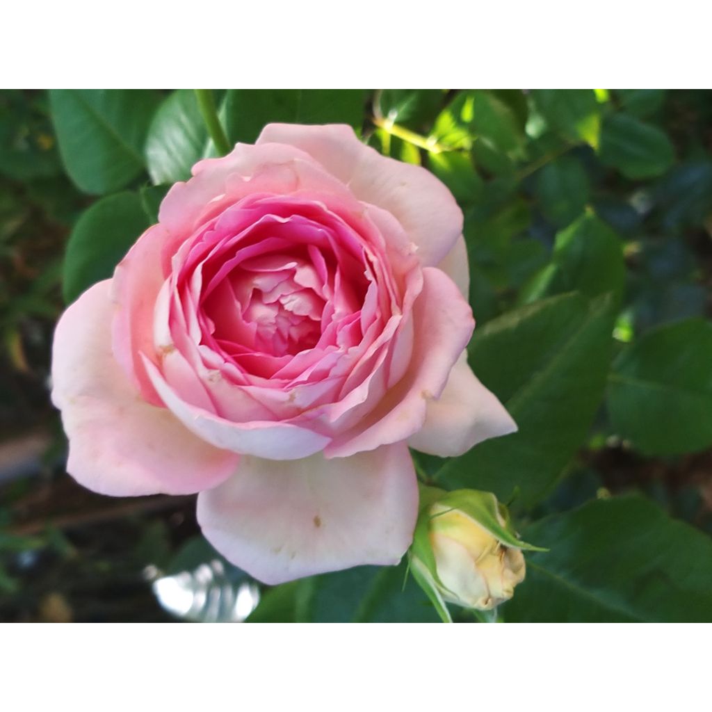 Rosa Ragazza 