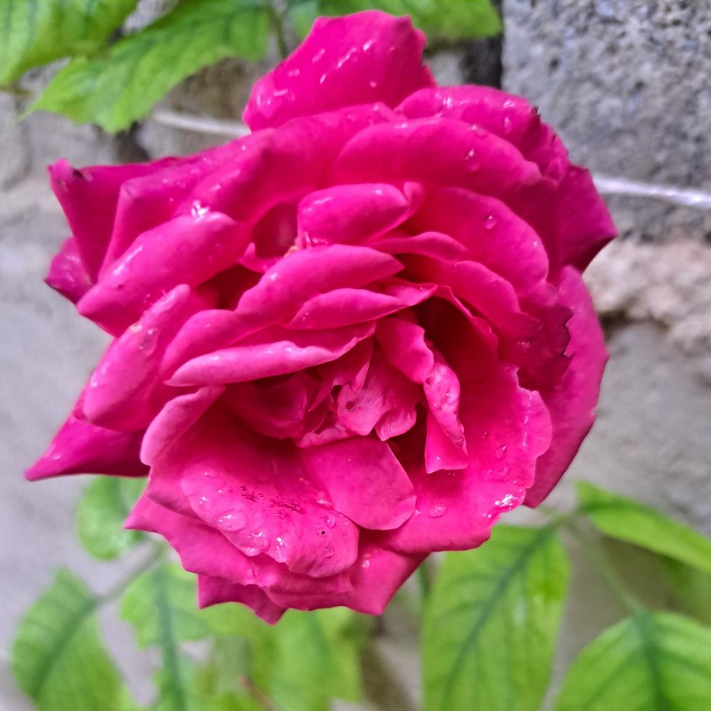 Rosa Rose Clos Vougeot