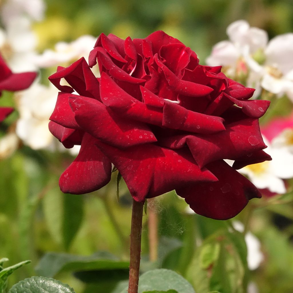 Rosa Schwarze Madonna - Hybrid Tea Rose