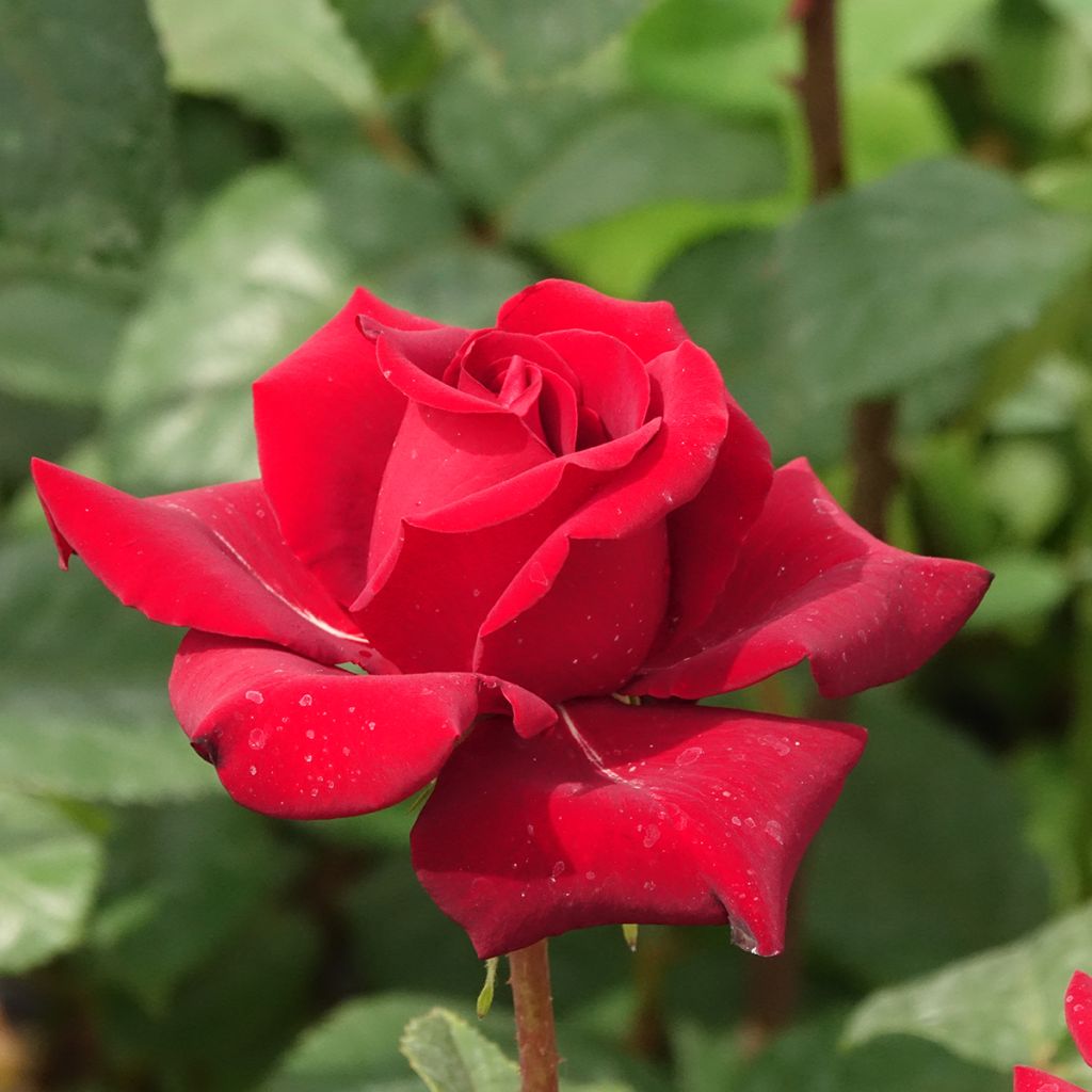 Rosa Schwarze Madonna - Hybrid Tea Rose