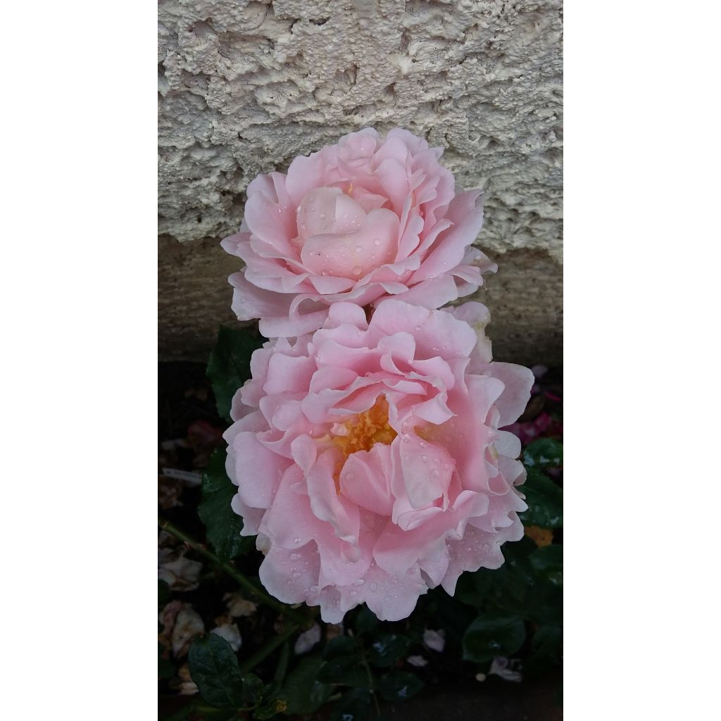 Rosa Sophie Rochas 