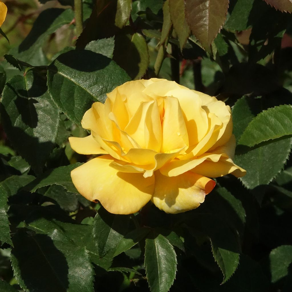 Rosa Sunny Sky
