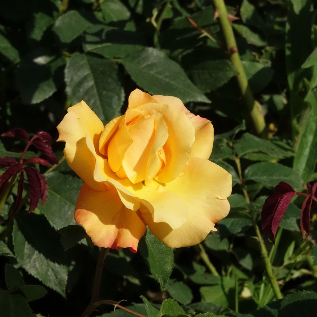 Rosa Sunny Sky