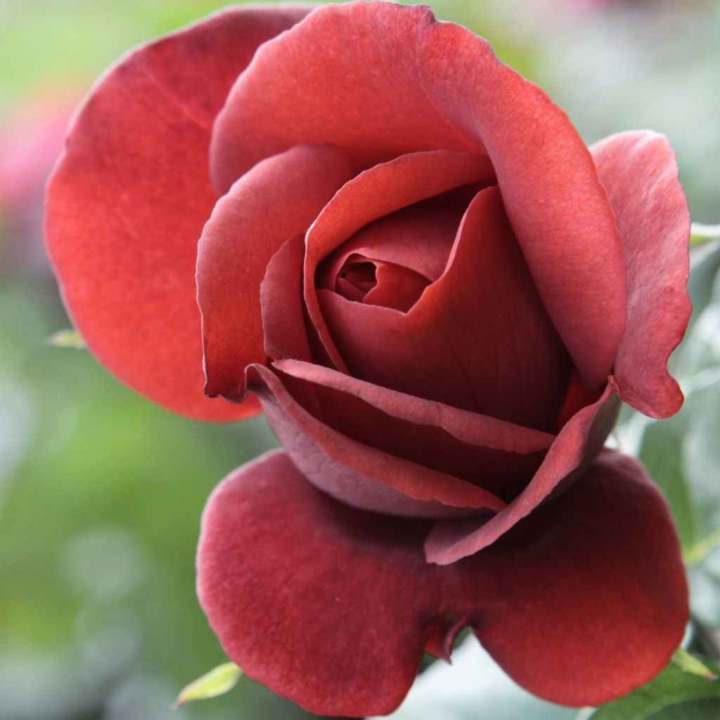 Rosa Terracotta Simchoca