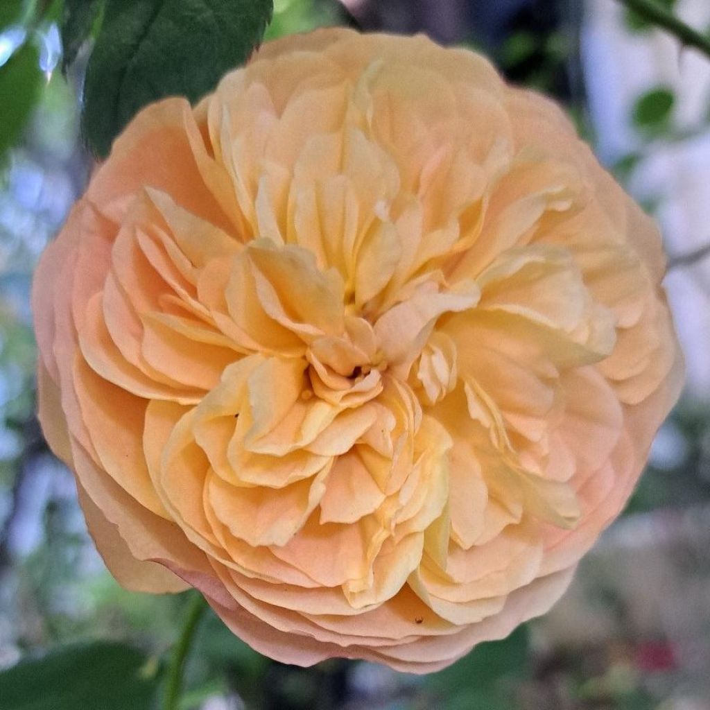 Rosa Eveline Wild