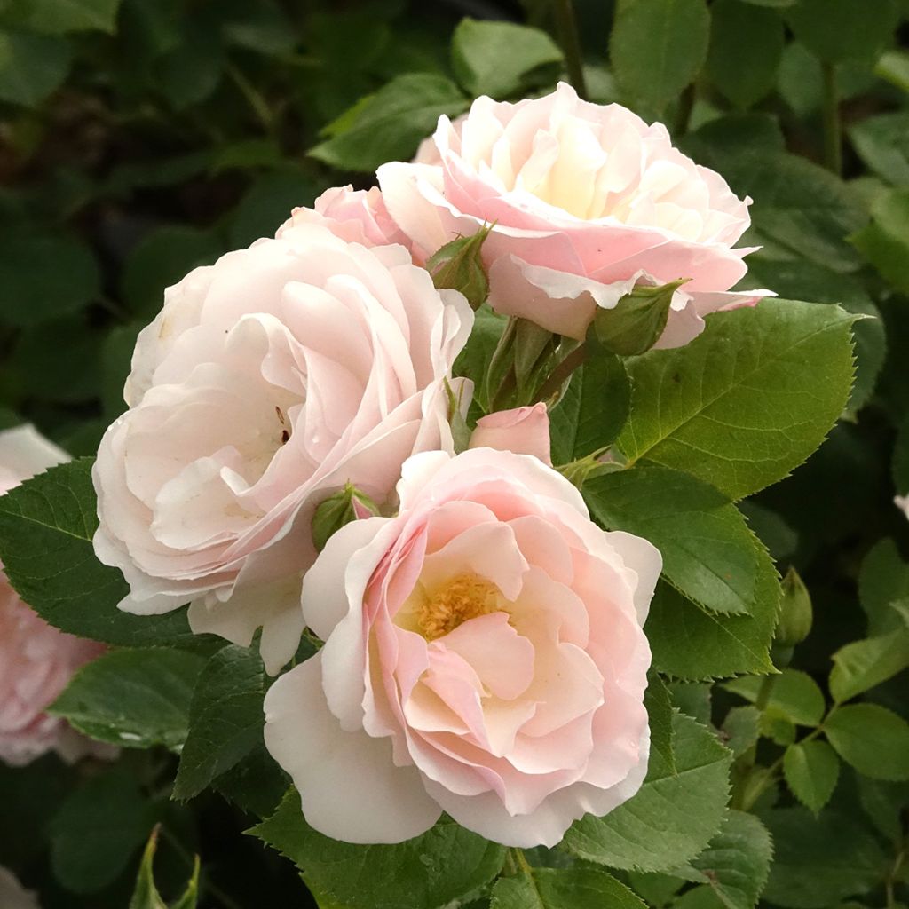 Rosa x floribunda Pear