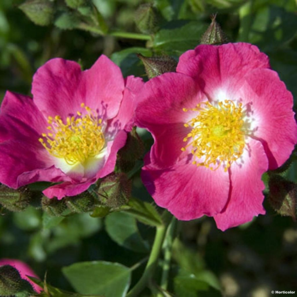 Rosa American Pillar