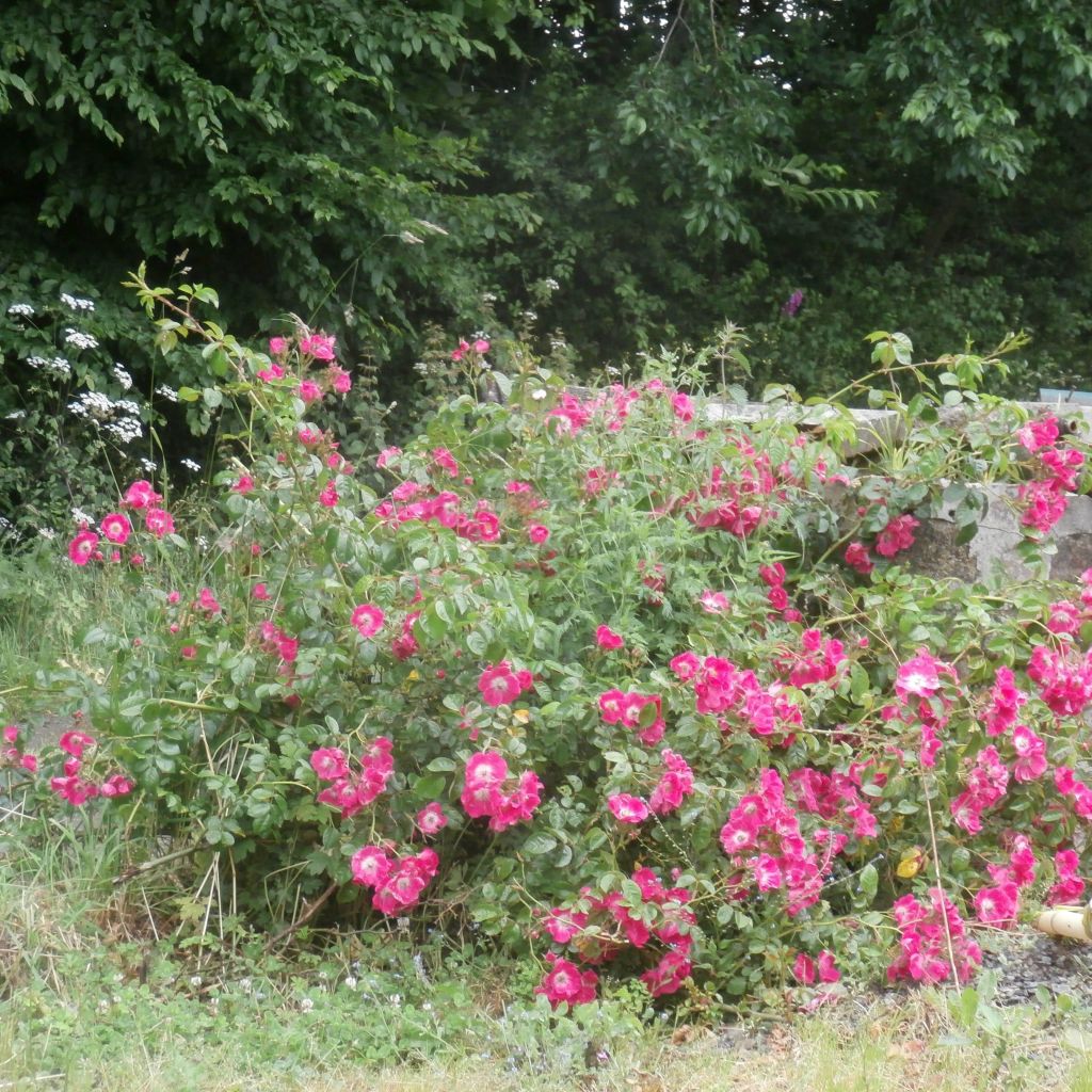Rosa American Pillar
