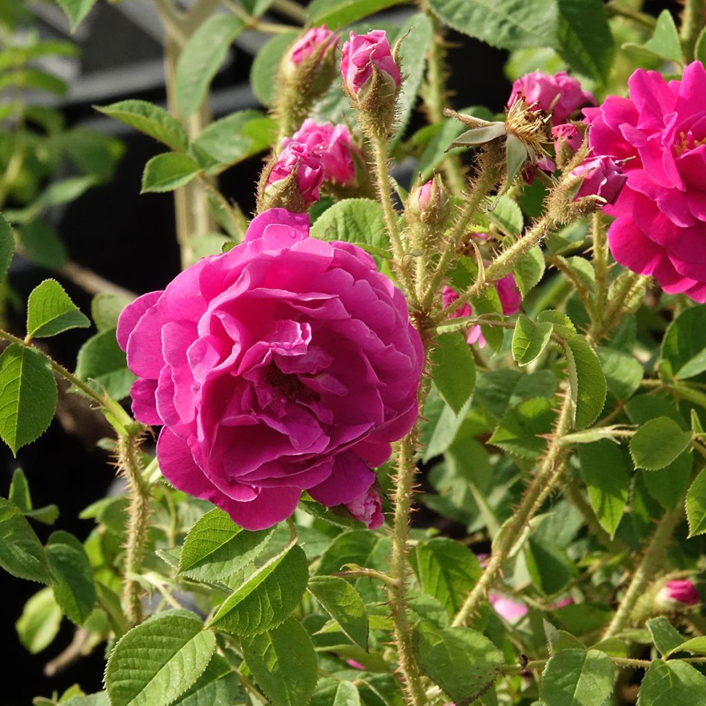 'Henri Martin' (Red Moss) Old Rose 