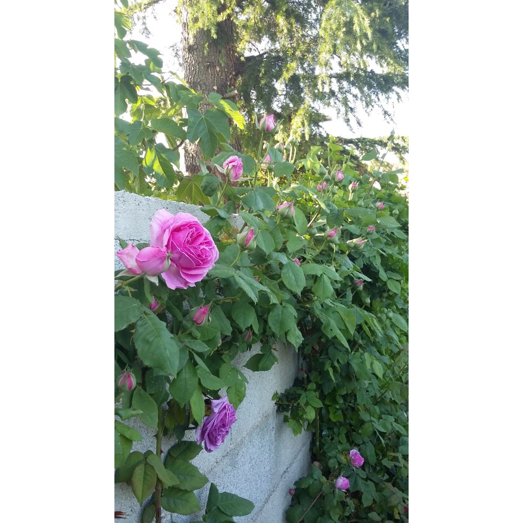 Rosa Mme Issac Pereire - Bourbon Rose
