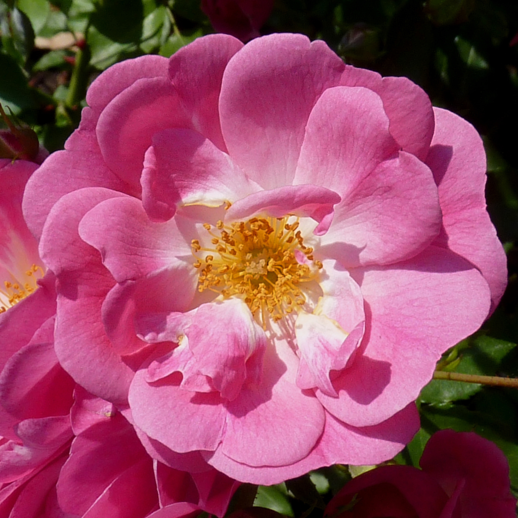 Rosa moschata Mozart - Musk Rose